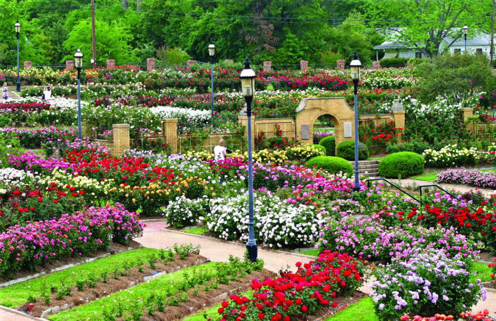 tyler-municipal-rose-garden